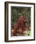 Orangutan and Baby in the Forest-DLILLC-Framed Premium Photographic Print