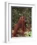 Orangutan and Baby in the Forest-DLILLC-Framed Premium Photographic Print