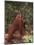 Orangutan and Baby in the Forest-DLILLC-Mounted Premium Photographic Print