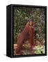 Orangutan and Baby in the Forest-DLILLC-Framed Stretched Canvas