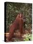 Orangutan and Baby in the Forest-DLILLC-Stretched Canvas