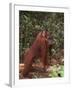 Orangutan and Baby in the Forest-DLILLC-Framed Photographic Print