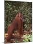 Orangutan and Baby in the Forest-DLILLC-Mounted Photographic Print