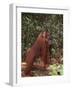 Orangutan and Baby in the Forest-DLILLC-Framed Photographic Print