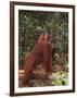 Orangutan and Baby in the Forest-DLILLC-Framed Photographic Print