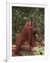 Orangutan and Baby in the Forest-DLILLC-Framed Photographic Print