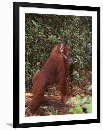 Orangutan and Baby in the Forest-DLILLC-Framed Photographic Print