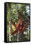 Orangutan and Baby Swinging in the Trees-DLILLC-Framed Stretched Canvas