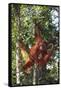 Orangutan and Baby Swinging in the Trees-DLILLC-Framed Stretched Canvas