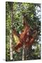 Orangutan and Baby Swinging in the Trees-DLILLC-Stretched Canvas