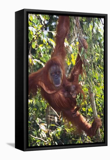 Orangutan and Baby Swinging in the Trees-DLILLC-Framed Stretched Canvas