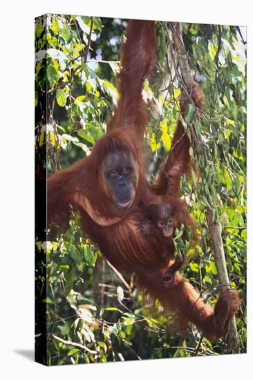 Orangutan and Baby Swinging in the Trees-DLILLC-Stretched Canvas