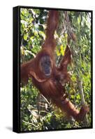 Orangutan and Baby Swinging in the Trees-DLILLC-Framed Stretched Canvas