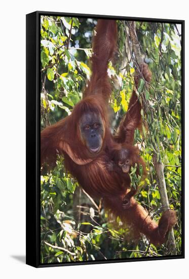 Orangutan and Baby Swinging in the Trees-DLILLC-Framed Stretched Canvas