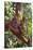 Orangutan and Baby Swinging in the Trees-DLILLC-Stretched Canvas