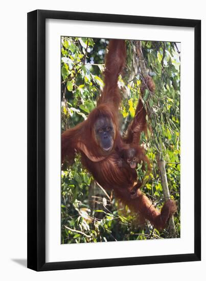 Orangutan and Baby Swinging in the Trees-DLILLC-Framed Premium Photographic Print