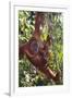 Orangutan and Baby Swinging in the Trees-DLILLC-Framed Premium Photographic Print