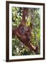 Orangutan and Baby Swinging in the Trees-DLILLC-Framed Premium Photographic Print