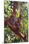 Orangutan and Baby Swinging in the Trees-DLILLC-Mounted Premium Photographic Print