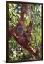 Orangutan and Baby Swinging in the Trees-DLILLC-Framed Premium Photographic Print