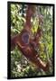 Orangutan and Baby Swinging in the Trees-DLILLC-Framed Premium Photographic Print