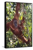 Orangutan and Baby Swinging in the Trees-DLILLC-Framed Stretched Canvas