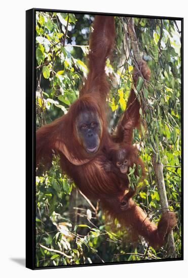 Orangutan and Baby Swinging in the Trees-DLILLC-Framed Stretched Canvas