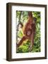 Orangutan and Baby Swinging in the Trees-DLILLC-Framed Photographic Print