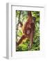 Orangutan and Baby Swinging in the Trees-DLILLC-Framed Photographic Print