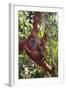 Orangutan and Baby Swinging in the Trees-DLILLC-Framed Photographic Print