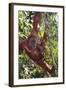 Orangutan and Baby Swinging in the Trees-DLILLC-Framed Photographic Print