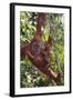 Orangutan and Baby Swinging in the Trees-DLILLC-Framed Photographic Print