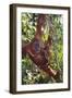 Orangutan and Baby Swinging in the Trees-DLILLC-Framed Photographic Print