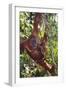 Orangutan and Baby Swinging in the Trees-DLILLC-Framed Photographic Print