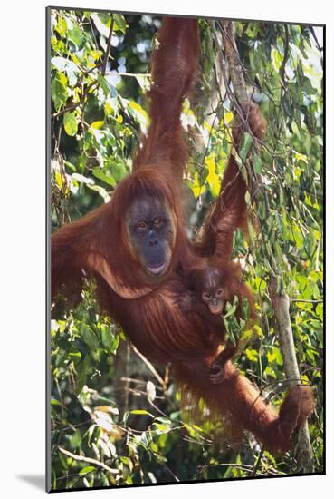 Orangutan and Baby Swinging in the Trees-DLILLC-Mounted Photographic Print