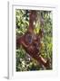 Orangutan and Baby Swinging in the Trees-DLILLC-Framed Photographic Print