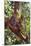 Orangutan and Baby Swinging in the Trees-DLILLC-Mounted Photographic Print