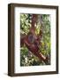 Orangutan and Baby Swinging in the Trees-DLILLC-Framed Photographic Print