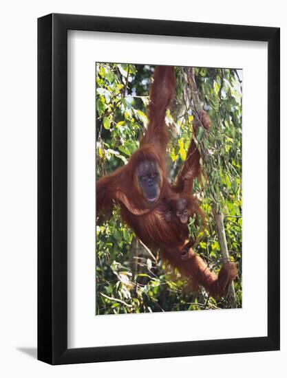 Orangutan and Baby Swinging in the Trees-DLILLC-Framed Photographic Print