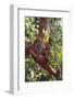 Orangutan and Baby Swinging in the Trees-DLILLC-Framed Photographic Print