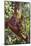 Orangutan and Baby Swinging in the Trees-DLILLC-Mounted Photographic Print