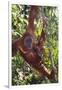 Orangutan and Baby Swinging in the Trees-DLILLC-Framed Photographic Print