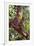 Orangutan and Baby Swinging in the Trees-DLILLC-Framed Photographic Print