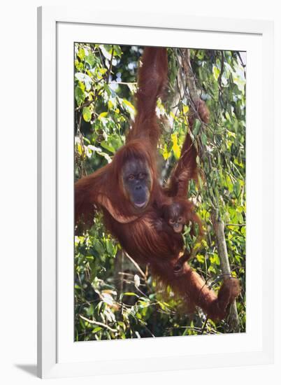 Orangutan and Baby Swinging in the Trees-DLILLC-Framed Photographic Print