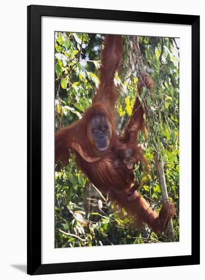 Orangutan and Baby Swinging in the Trees-DLILLC-Framed Photographic Print