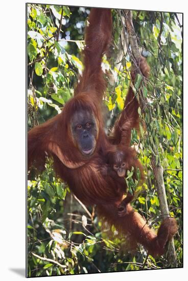 Orangutan and Baby Swinging in the Trees-DLILLC-Mounted Photographic Print