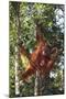 Orangutan and Baby Swinging in the Trees-DLILLC-Mounted Photographic Print