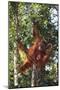 Orangutan and Baby Swinging in the Trees-DLILLC-Mounted Photographic Print