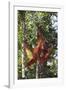 Orangutan and Baby Swinging in the Trees-DLILLC-Framed Photographic Print