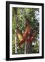 Orangutan and Baby Swinging in the Trees-DLILLC-Framed Photographic Print